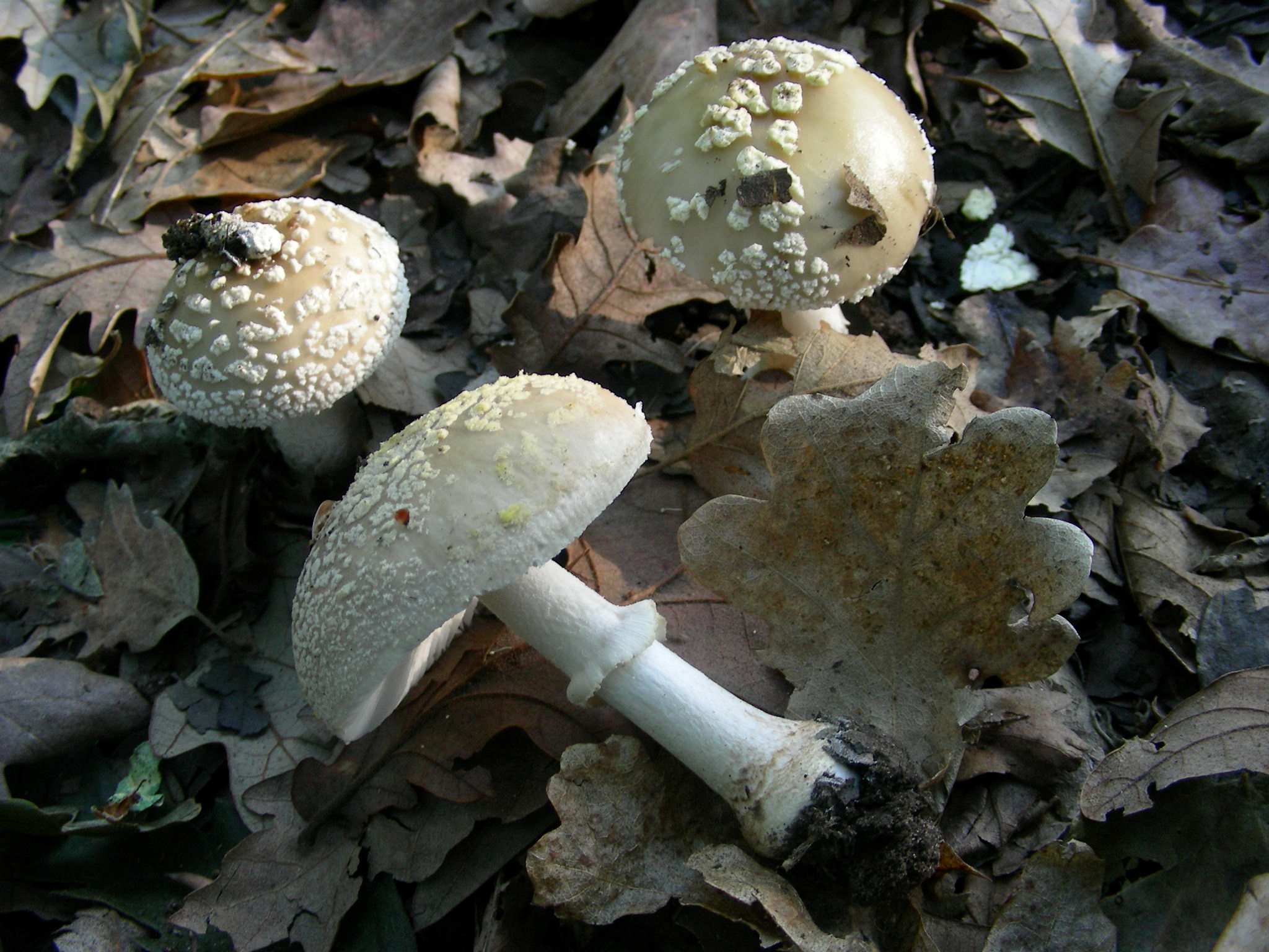 1378 Giugno vecchio ritrovamento